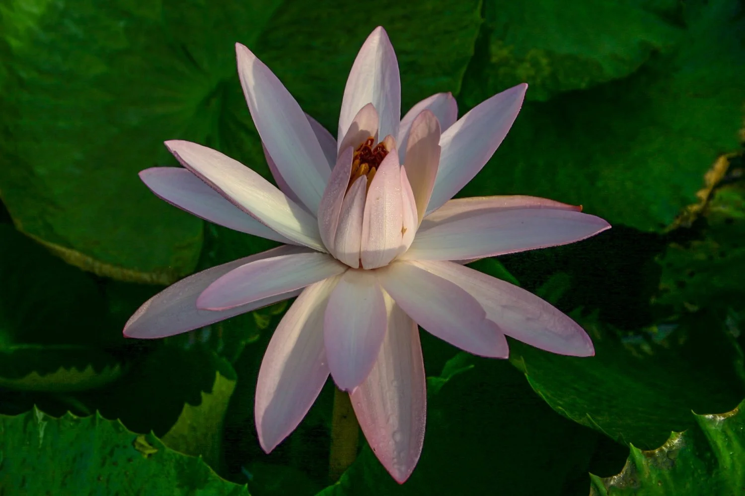 ARABIA エステリ・トムラ ボタニカ \"Nymphaea alba\" Nymphaea alba - Wikipedia